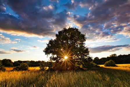 Rays of light through a tree at sunrise