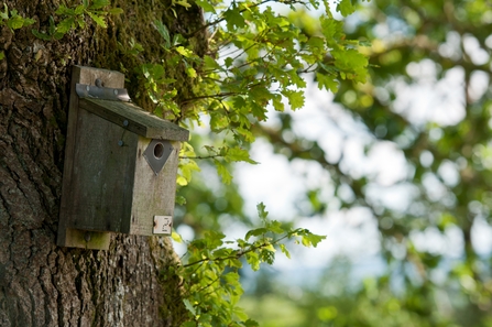 A bird box attached to a tree