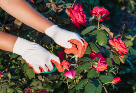 Gloves hands pruning roses