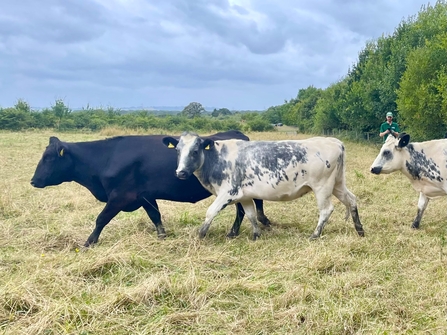 Three cows walking along a meadow