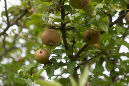 Three apples hanging from a tree