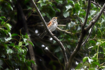 A redwing perched on a branch glancing upwards, with ivy in the background.