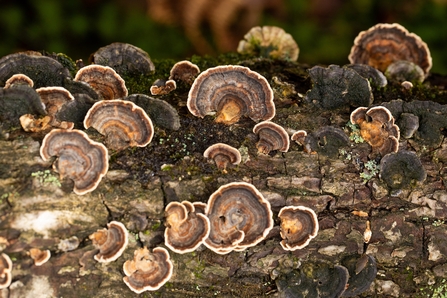 Multiple small fruiting bodies of turkeytail on a log, with its layered brown-grey-green colours.