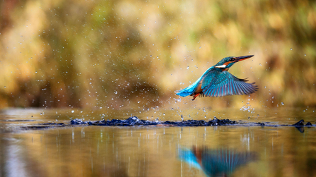 A kingfisher skimming across the surface of water.