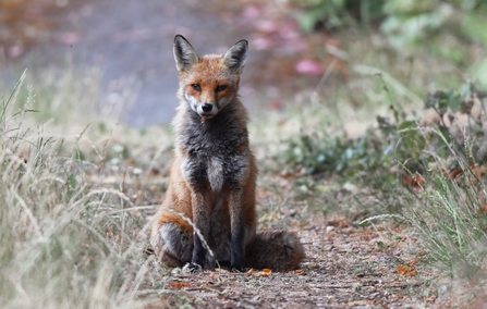 A red fox sat on the ground by long grass