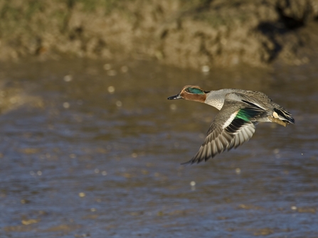 A teal in flight over water with its wings outstretched