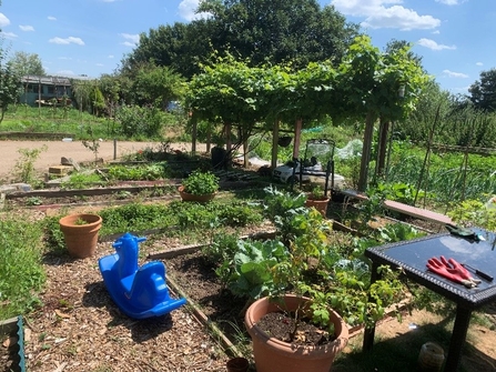 Allotment plots with plants growing