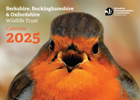 Front cover of the BBOWT Calendar 2025 showing a chirpy robin