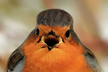 Face of a robin with open beak