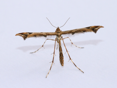 A plume moth with t-shaped wings.