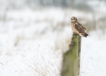 A short-eared owl on a post overlooking a snowy landscape.