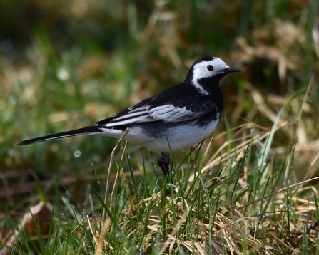 A black-and-white pied wagtail perched among grass