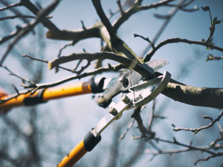 Pruning shears cutting away at a thick winter branch