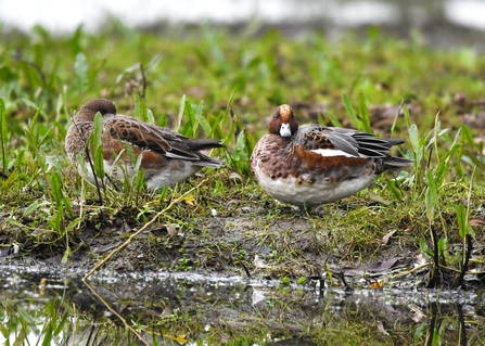 A male and female wigeon perched on a marshy bank.