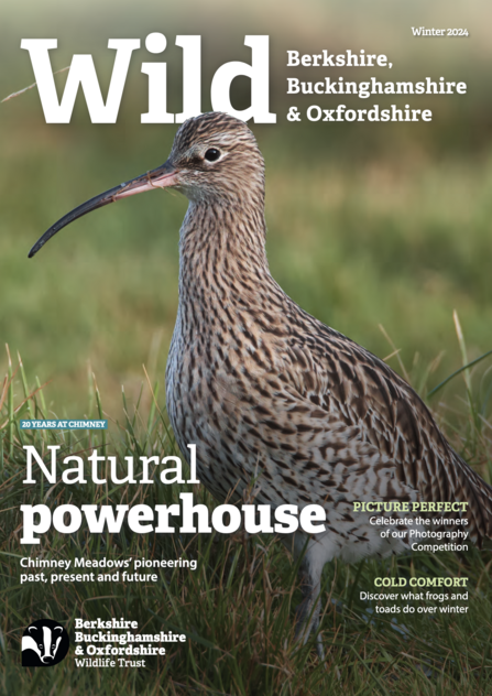 Curlew on the front cover of the BBOWT Wild magazine, winter 2024