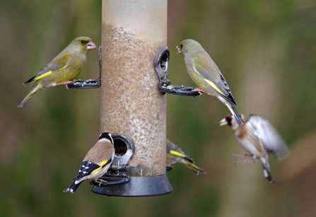 Greenfinches and goldfinches sat at a bird feeder