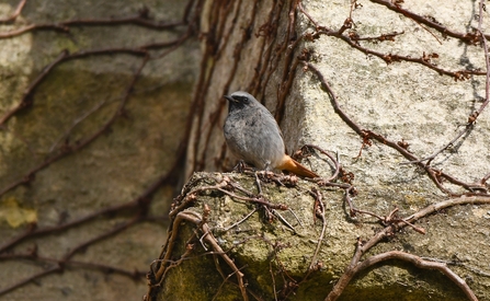 A black redstart perched on an old building