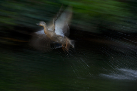 A mallard takes flight off the water