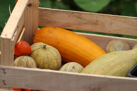 A crate full of seasonal vegetables