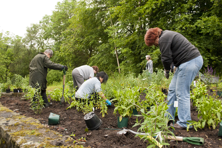 A group of volunteers plant in a vegetable patch