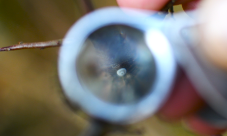 A white butterfly egg on a branch seen magnified through a hand lens