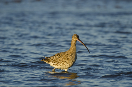 A curlew in the water