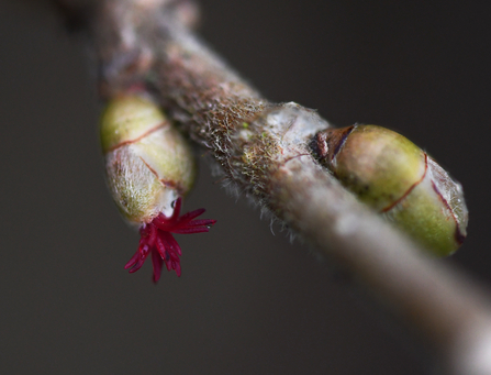 The miniscule pink tentacle-like hazel flowers peeking out of a bud 