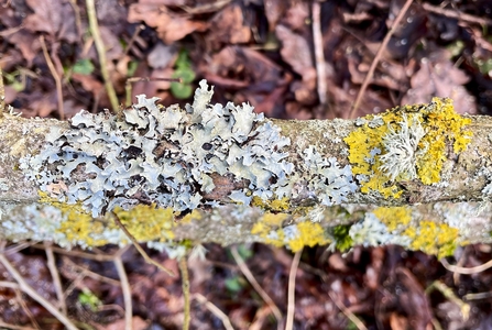 Orange and pale blue lichen on a branch