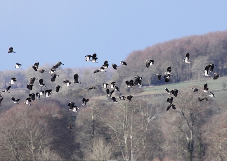 Lapwings fly over a Jordans farm in Dorset, The Wildlife Trusts