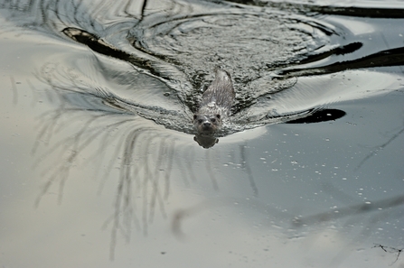 An otter glides through the water