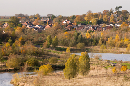 Houses and wetland