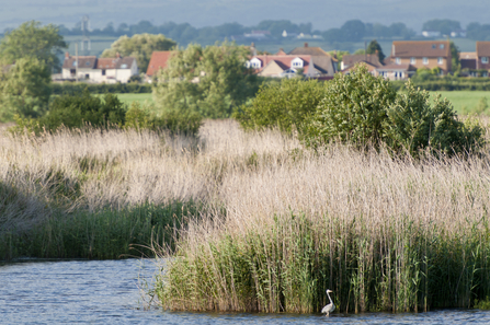 River and reedbed with housing in the background