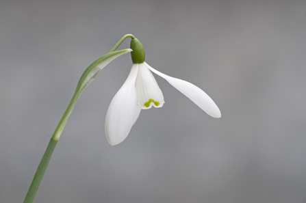 Close up of a single snowdrop flower