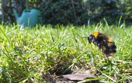 Buff-tailed bumblebee (Bombus terrestris) queen about to land at the entrance to her nest burrow in a garden lawn