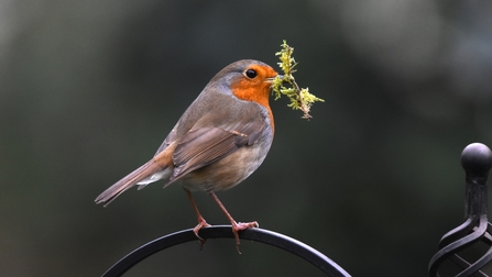 A robin perched on a bird feeder with nesting material in its beak