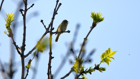 A singing chiffchaff silhouetted against blue sky, perched on a leafy branch