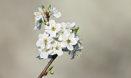 A blackthorn stem filled with bright-white blossom