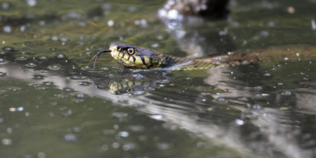 A grass snake swimming the river with its tongue extended