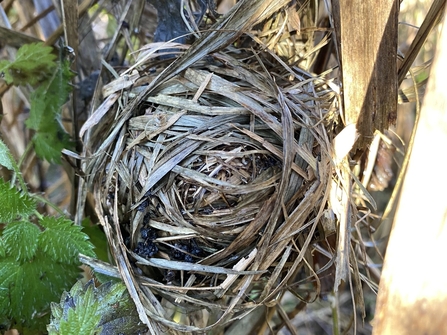 A harvest mouse nest made from woven grasses