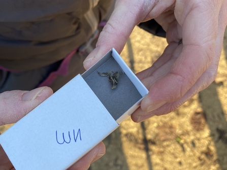 Person holding a small white cardboard box containing a tiny harvest mouse skull