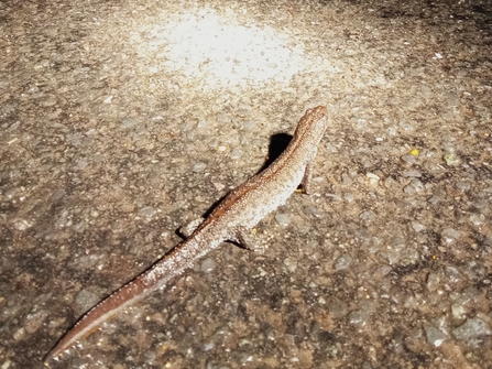 A newt crosses the road at night