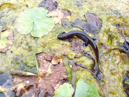 A newt swings by a lillipad