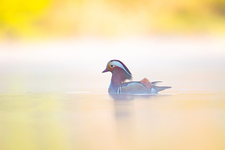 Mandarin duck swimming on a lake in golden autumnal light