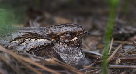 Nesting nightjar