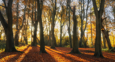 Sun shining through ancient woodland