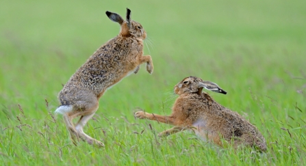 Boxing hares