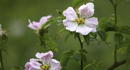 Dog rose