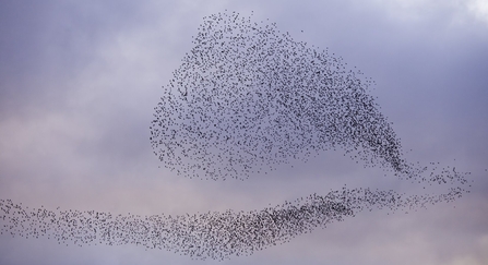 A murmuration of starlings