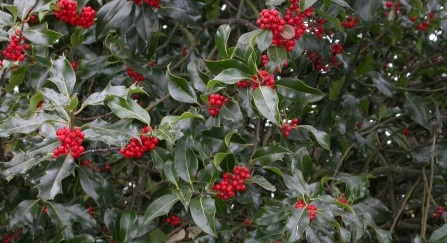 How Holly Became A Christmas Tradition * Big Blog of Gardening