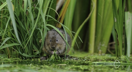 Water vole